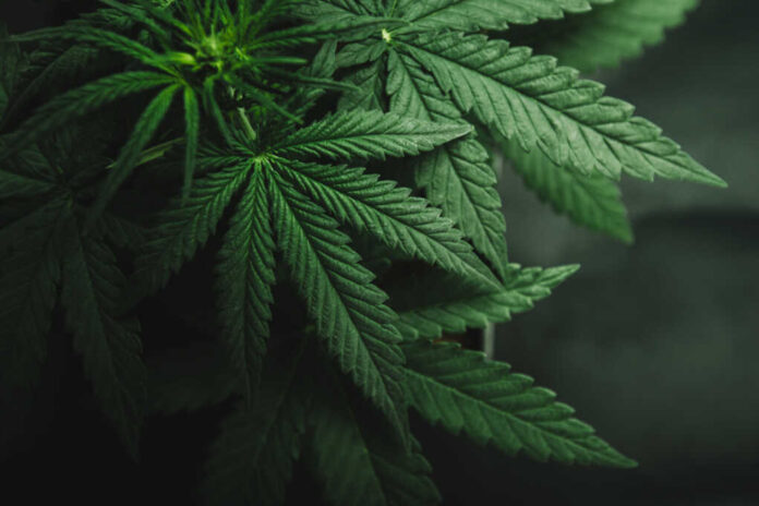 Marijuana,Leaves,,Cannabis,On,A,Dark,Background,,Beautiful,Background,,Indoor