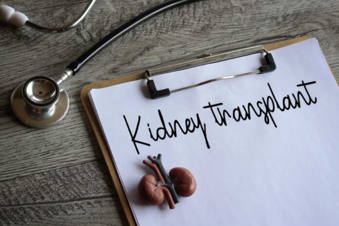 Kidney,Model,,Stethoscope,And,Paper,Clipboard,With,Text,Kidney,Transplant.