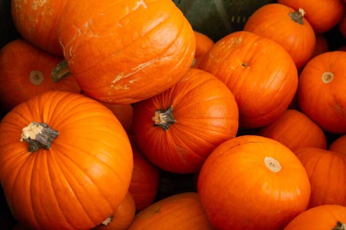 Orange,Autumn,Pumpkin,,Pumpkin,On,Market,Display,No,Label,,Display